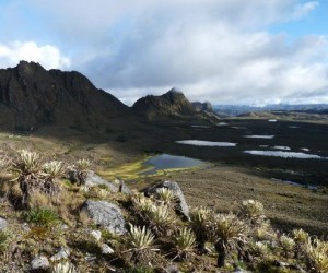 Sumapaz Moor Source: Raul Aguilera finoutrei.com